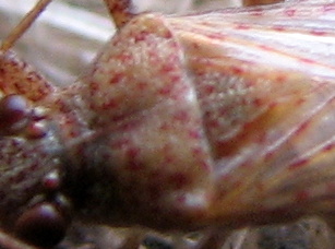 quale Rhopalidae ?